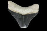 Serrated, Fossil Megalodon Tooth - Bone Valley, Florida #145111-1